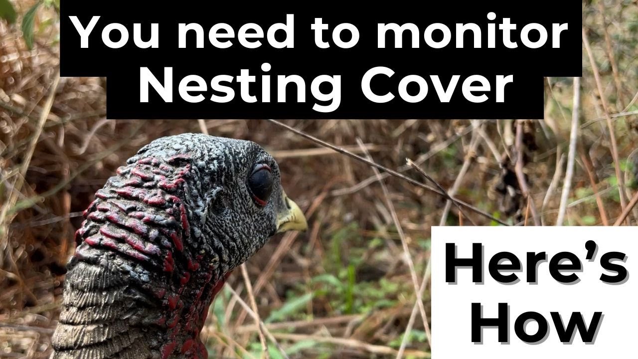 How to measure turkey nesting cover