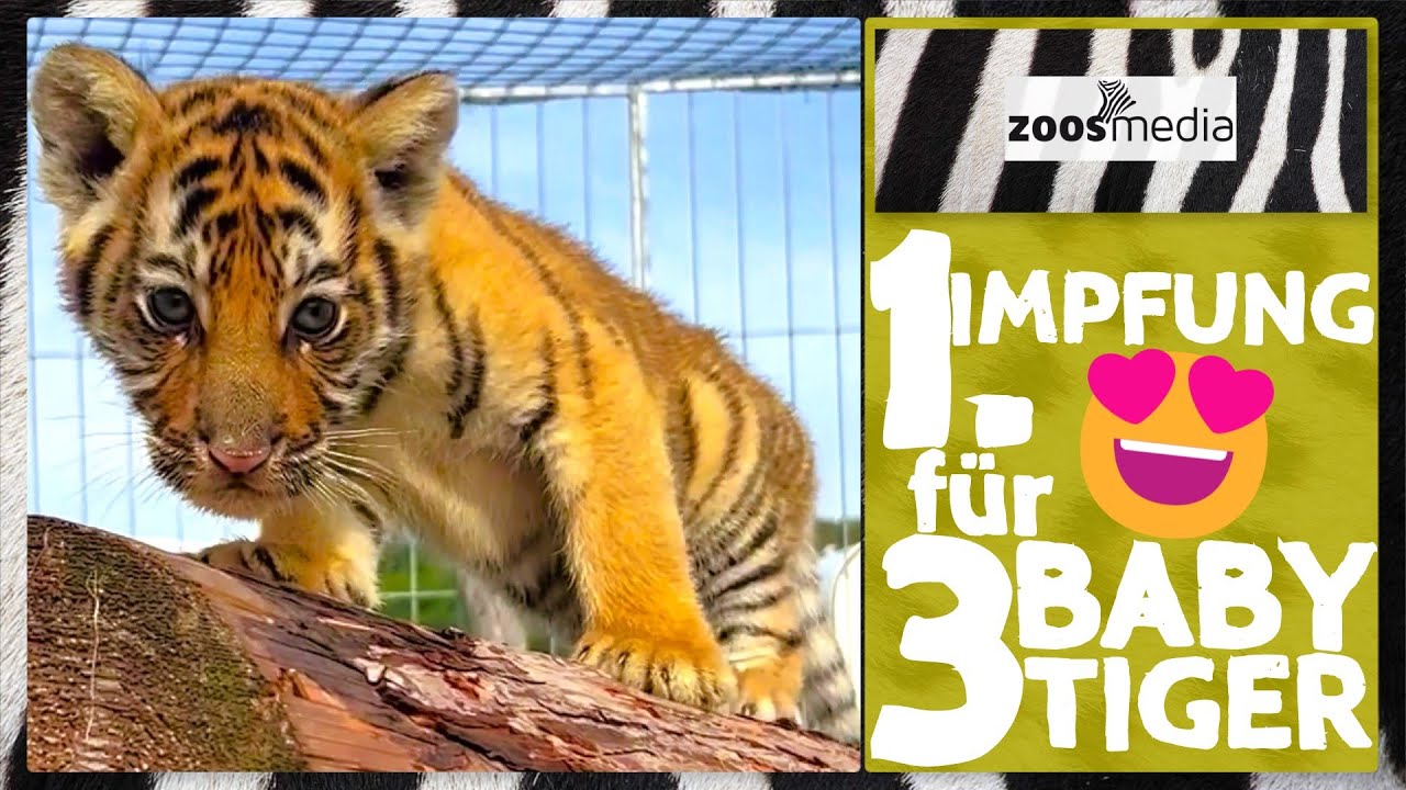 BABY-Tiger 😍 bekommen Impfung 💉 in Melodys Kinderparadies 🐯 | zoos.media