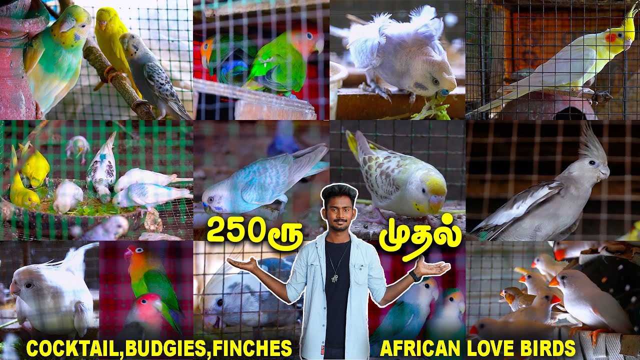 ரூ 250 முதல் Birds for Sale | Birds Farm | Love birds,Cocktail,African,FInches | Tamil| Vlog Tamizha