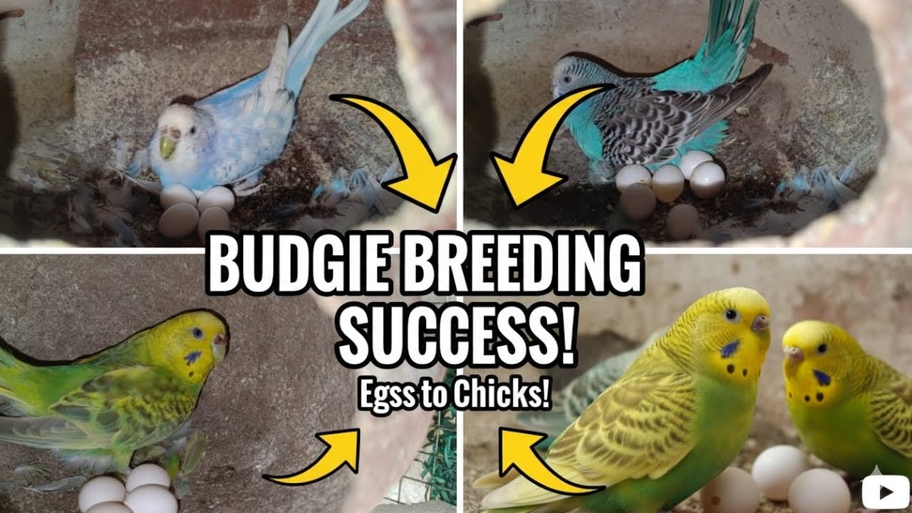Good News! Mere Budgies ne eggs de diye | Budgie Breeding Success ​#budgies #budgiebreeding #parrots