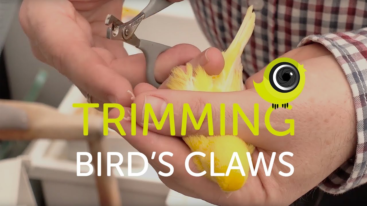 How to trim a bird's claws | The Canary Room Top Tips