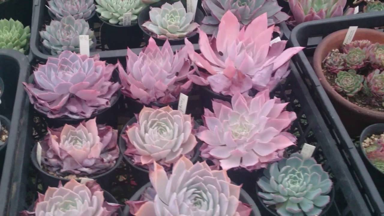 多肉植物　サボテン相談室　羽兼氏宅に石崎バイオと遊びに行きました。ハオルチア　エケベリア　テラリウム