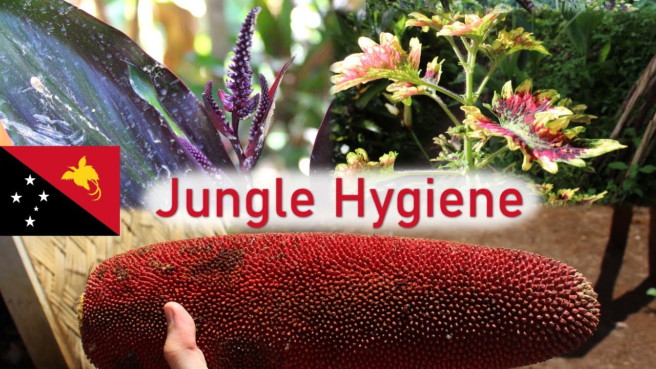Hygiene in the Highland Jungle  |  Plants of Papua New Guinea