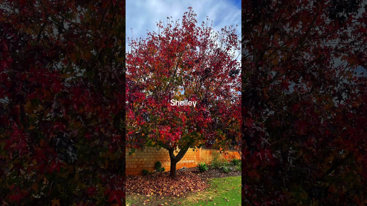 🌅 Serene Beauty of Shelley &mdash; Riverside Calm in Perth