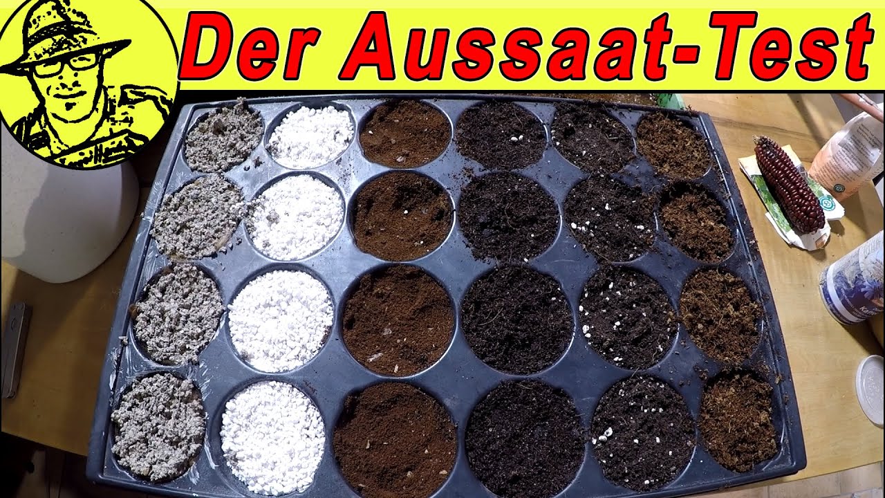 Aussaat in Kokos, Perlite, Kaffee und Wolle 😮 Mit Daniella und Englischunterricht.