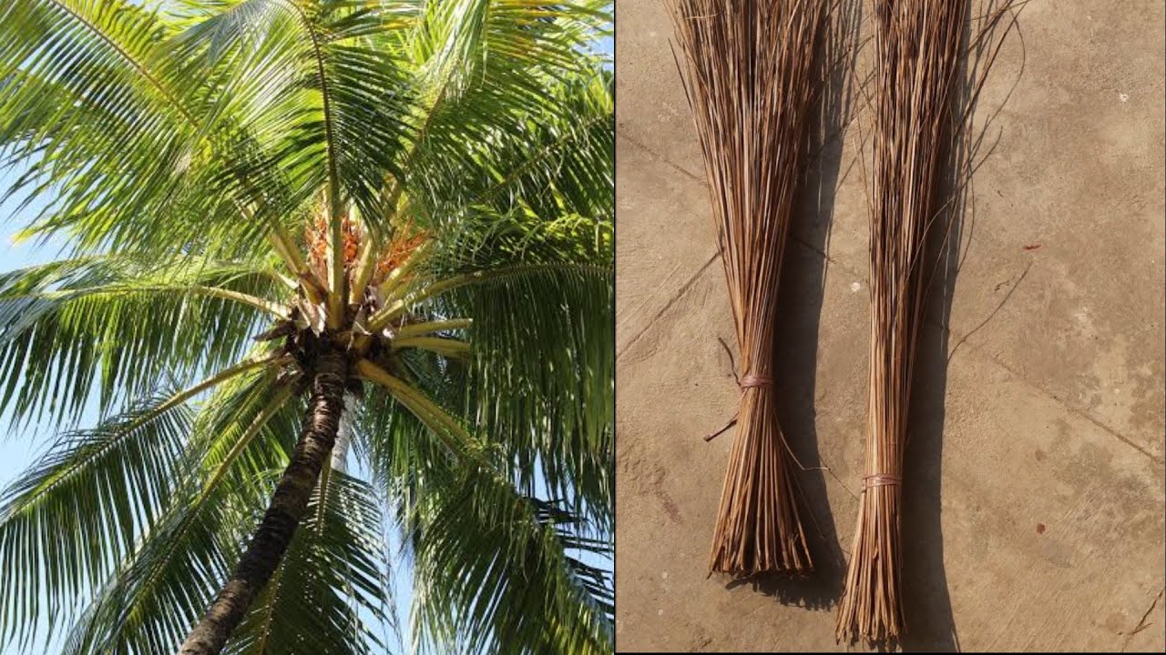 how to make broom from coconut leaves