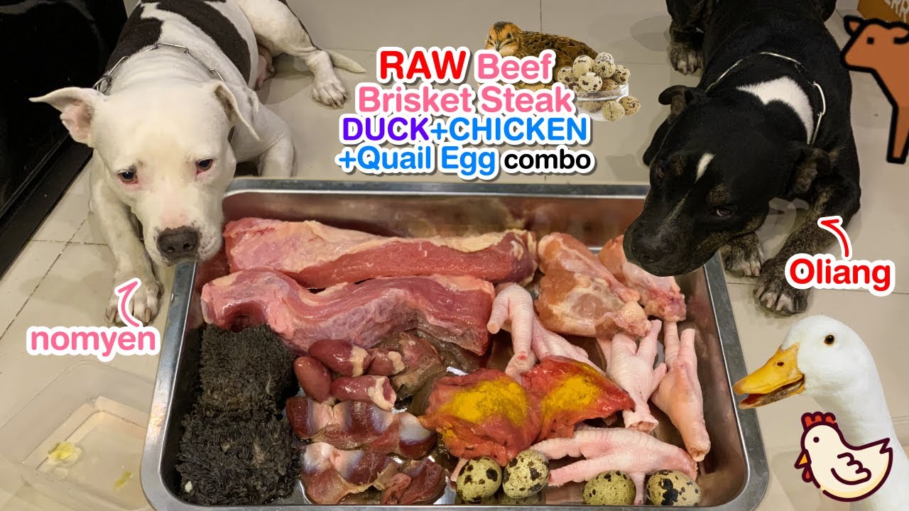 🐶🐶Late night RAW feeding on my busy day🐂🥩🦆🐓🥚 [ASMR] MUKBANG 犬が生の肉を食べる[咀嚼音] Dog VLOG