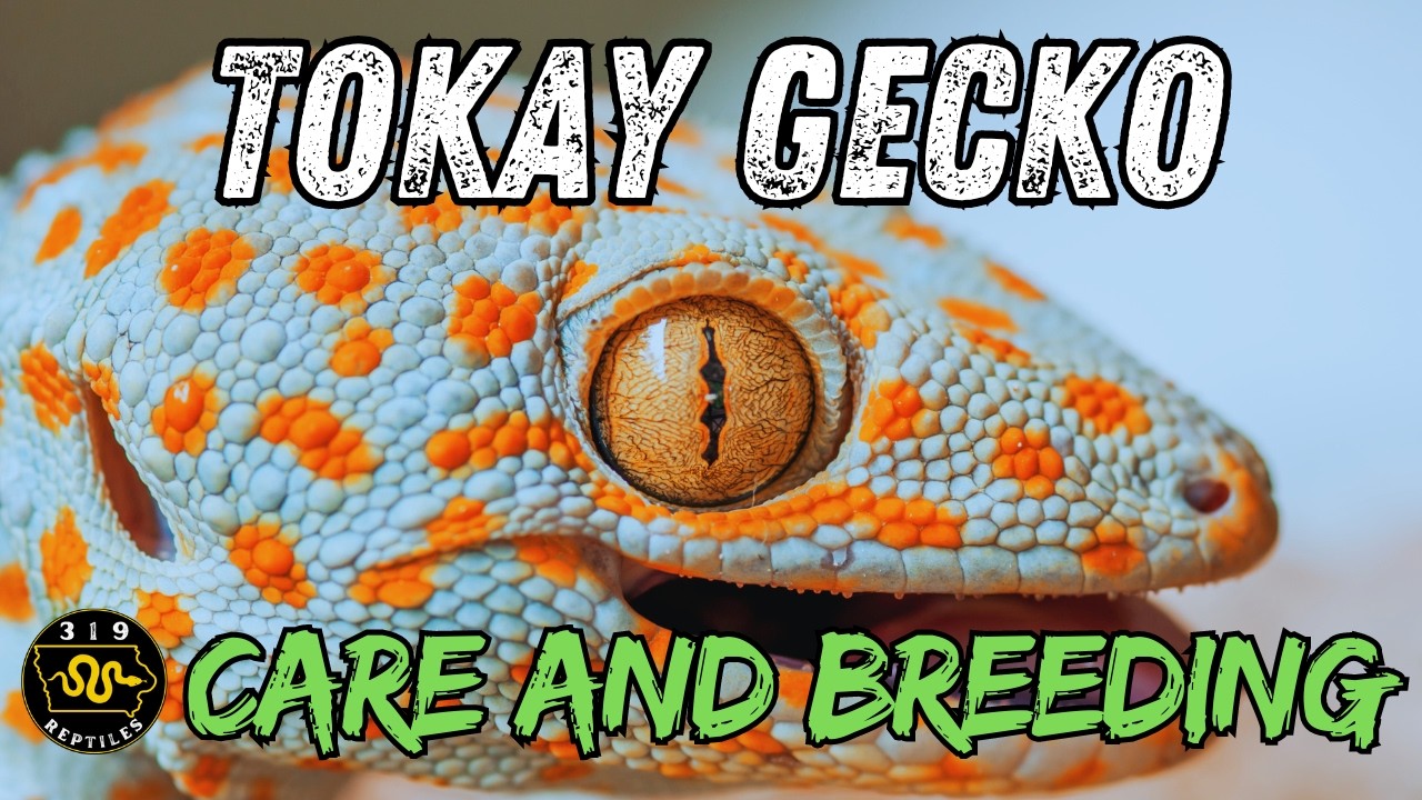 Complete Tokay Gecko Care & Breeding Guide