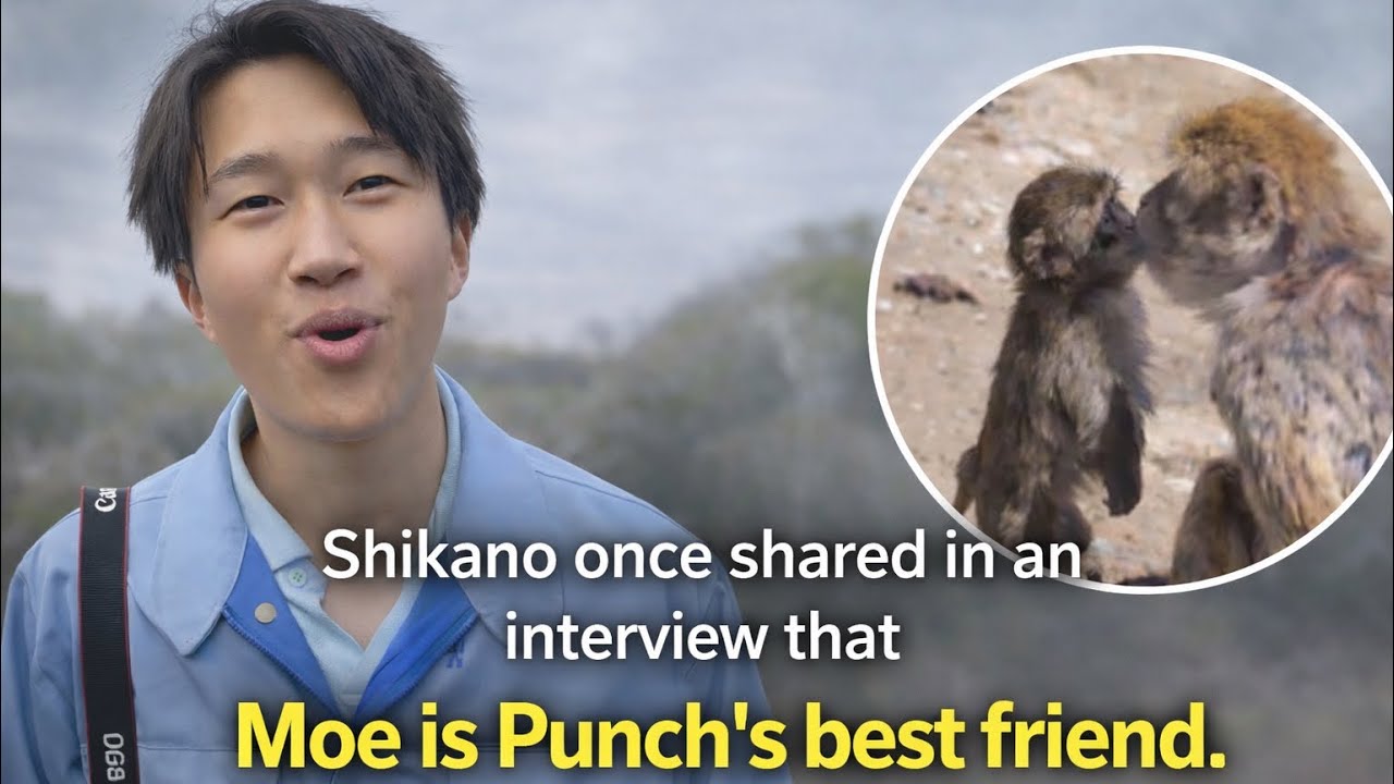 Punch&rsquo;s Best friend is Moe- Shikano interview #punch #panchi #japan #monkey #friend 