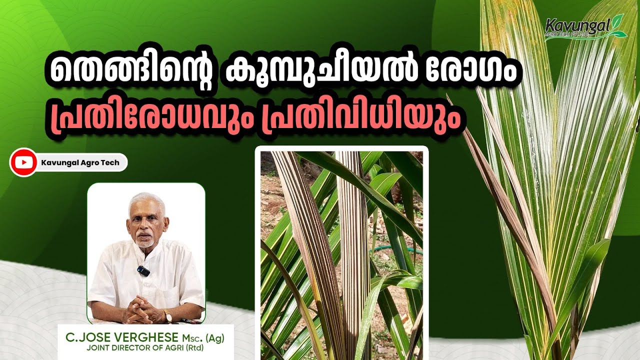 തെങ്ങിന്റെ കൂമ്പ് ചീയൽ രോഗം -പ്രതിരോധവും പ്രതിവിധിയും( Bud Rot)