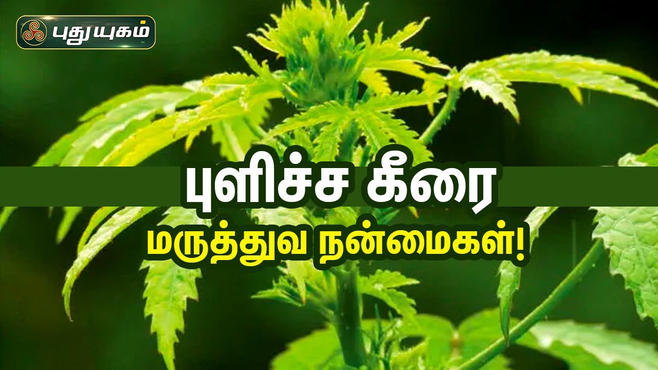 புளிச்ச கீரை மருத்துவ நன்மைகள்! Dr.M.S.UshaNandhini | PuthuyugamTV