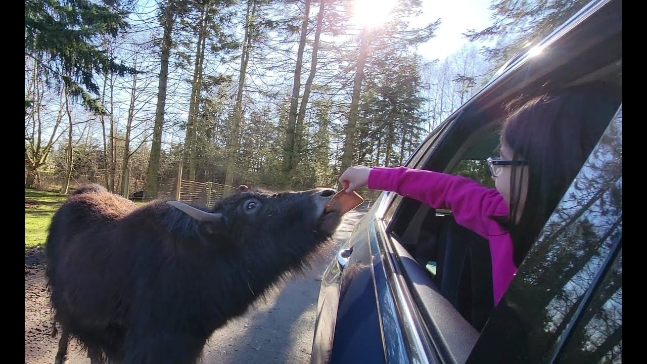 Trip to Olympic game farm,Sequim Washington USA.