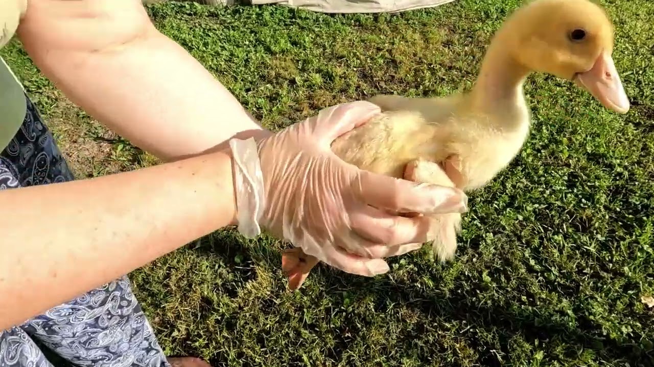 Время сбора и переработки урожая. Индюки на финише. Утки второго потока