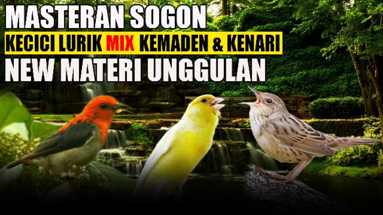 MASTERAN SOGON KECICI LURIK MIX KEMADEN DAN KENARI