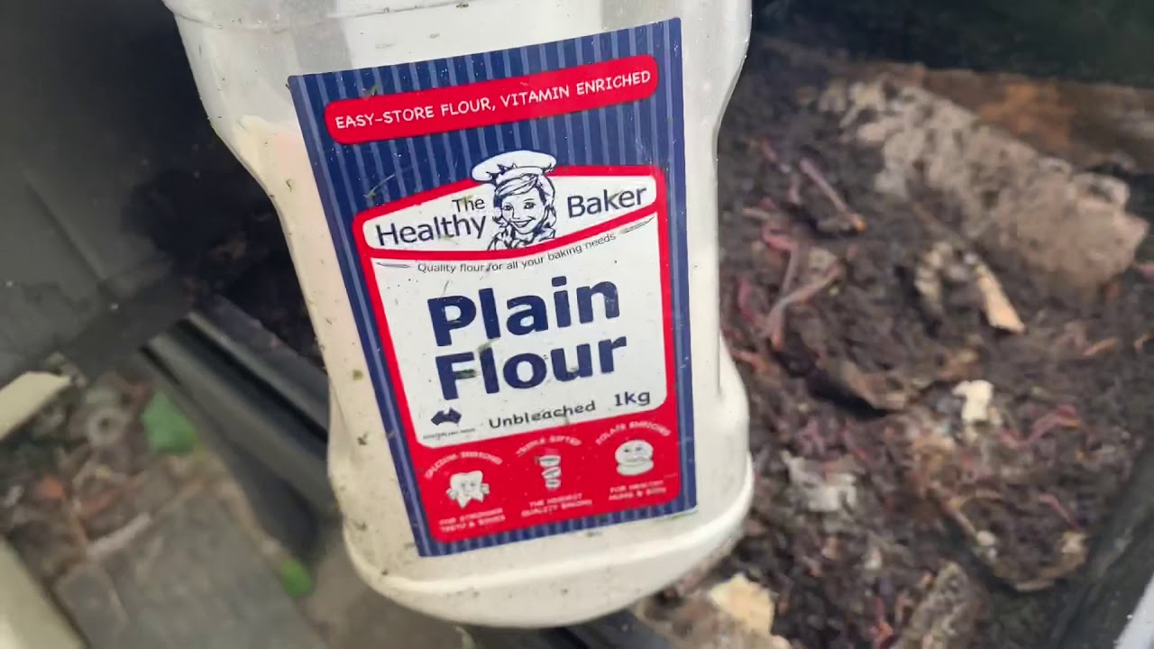 Feeding worms flour to fatten for fishing