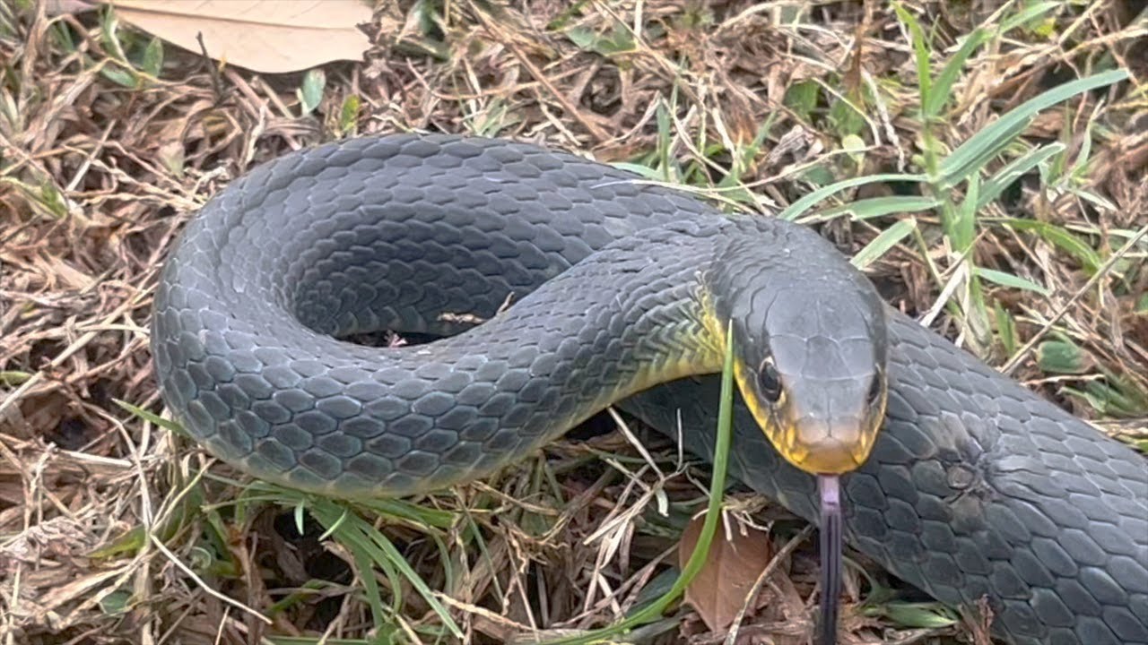 Prettiest Snakes of 2024