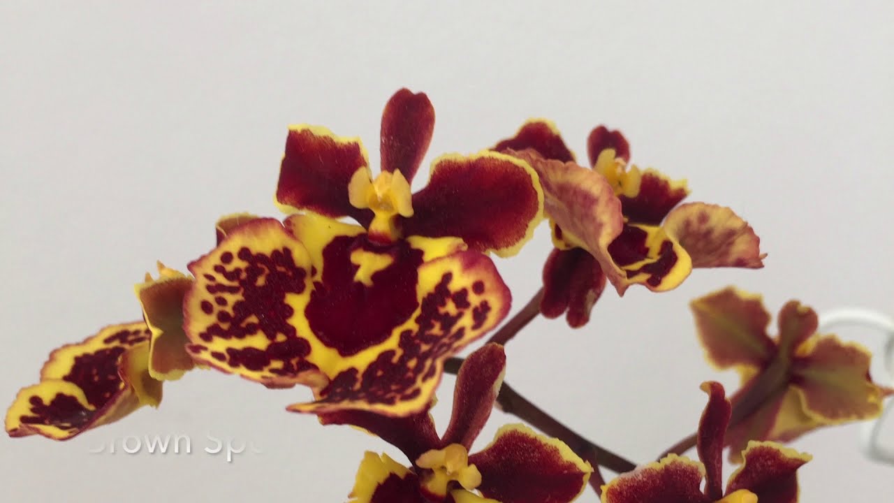 Tolumnia Look Book Intro #ninjaorchids