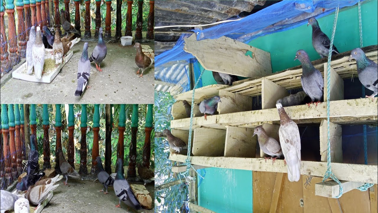 সকাল বেলা কবুতর ঘরে আমার কি কাজ 🕊️🏚️🙋‍♂️#kabootar #pigeon 