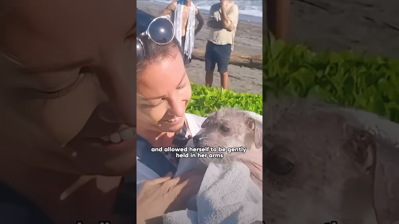 Discovered an abandoned puppy trembling on the beach #shortvideo #shorts #animals #cute #rescue