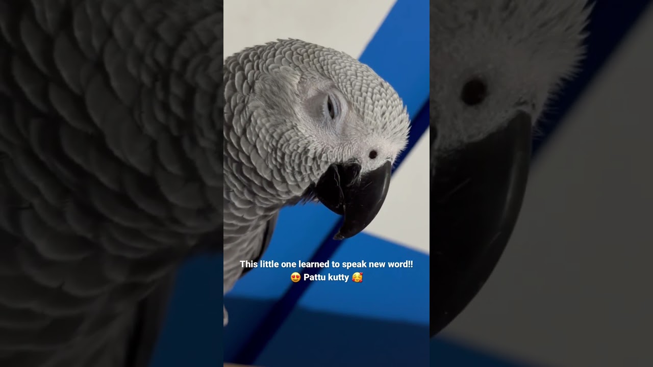 Talking parrot ? Smart African grey Bird talking Tamil word |  #shorts #talkingparrot #subscribe