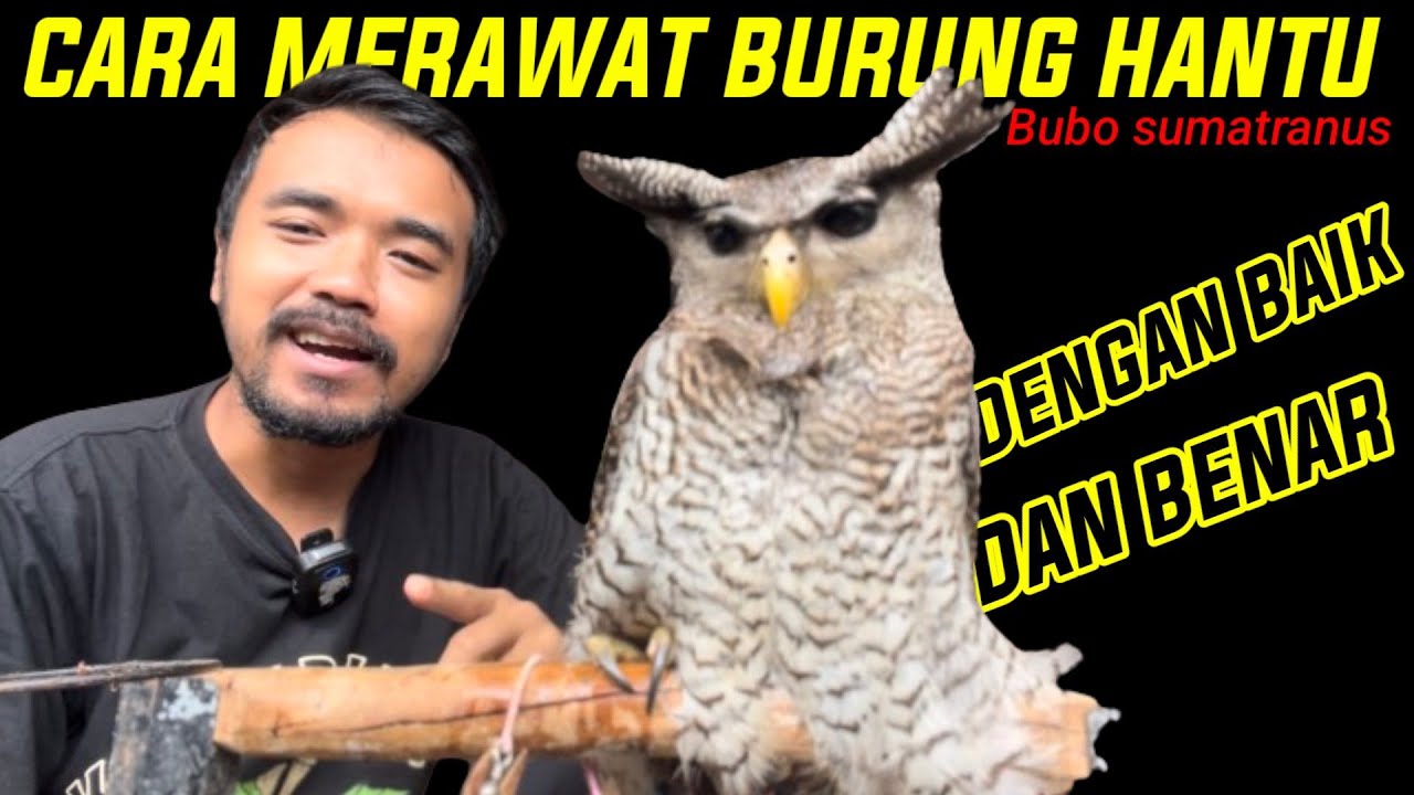 CARA MERAWAT BURUNG HANTU UNTUK PEMULA || Bubo sumatranus