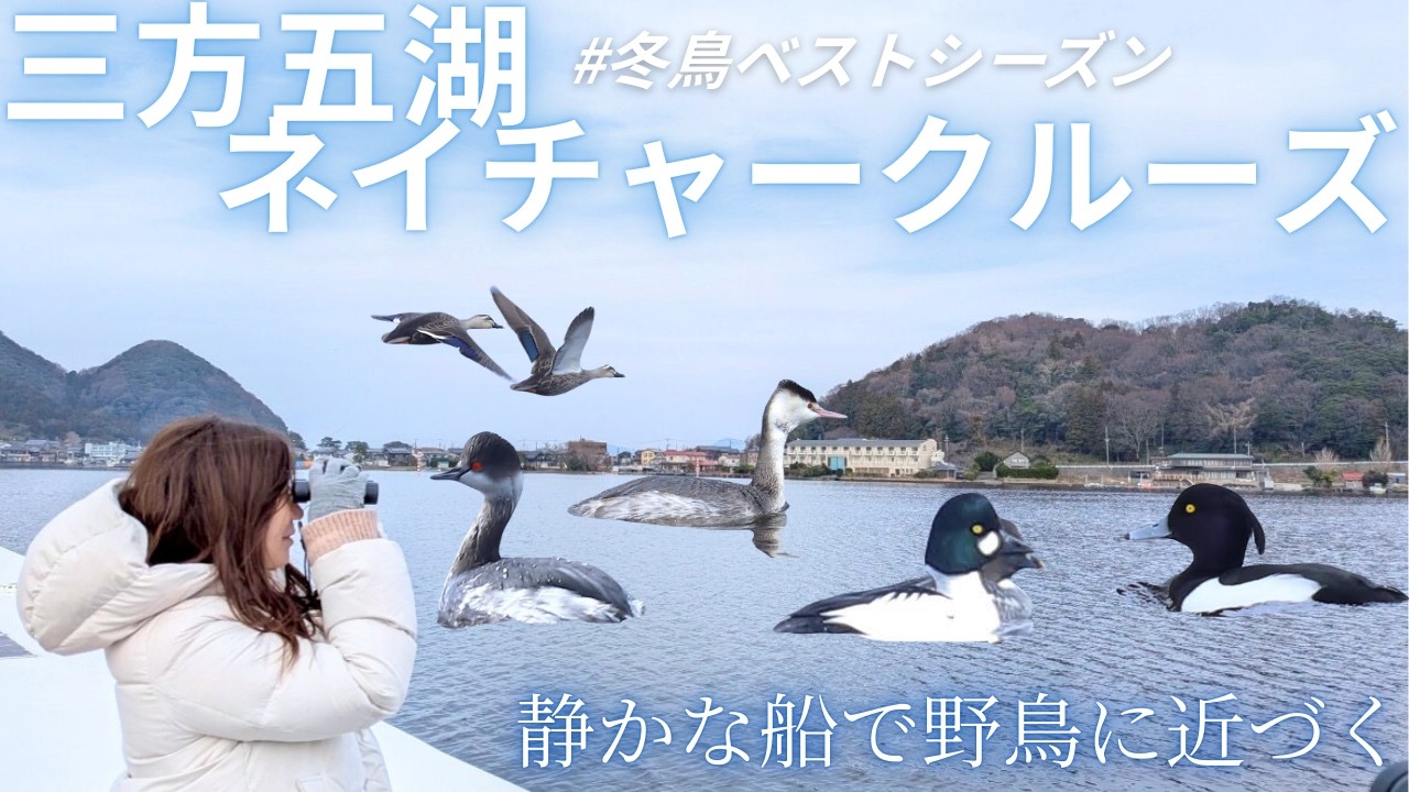【冬鳥シーズン】静かな電池推進遊覧船で巡る三方五湖ネイチャークルーズ