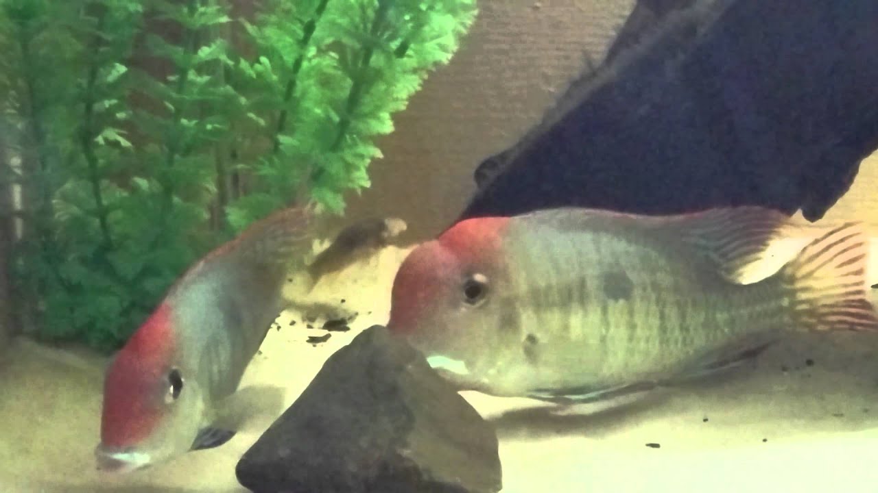 Geophagus tapajos mating behavior