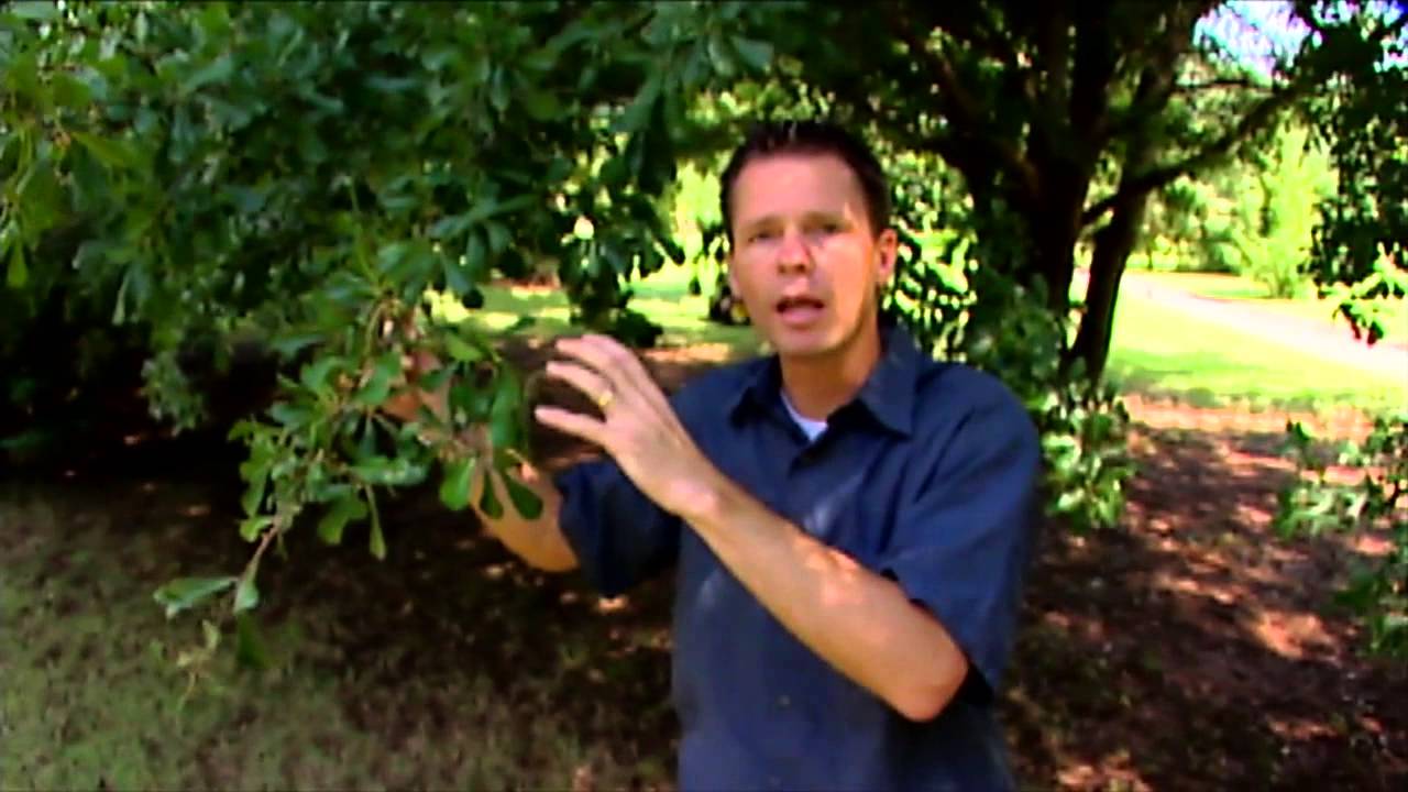 The Mighty Oaks, Part I