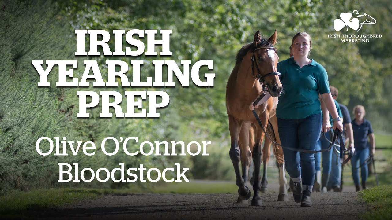 Pristine land & expert horsemanship make Irish yearlings world-class I Olive O'Connor Bloodstock