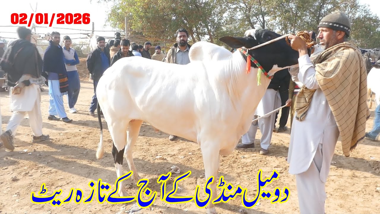 Today Domail Mandi Fatehjang Rate’s update01/Jan.2026-Part06Sunny Video Fateh Jang Cow Mandi 2026