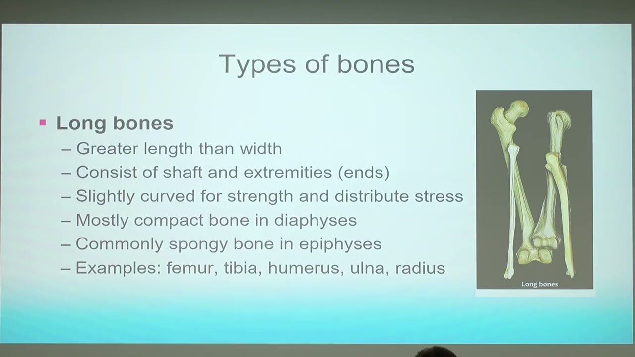 A&P1 Regional Anatomy 5.1