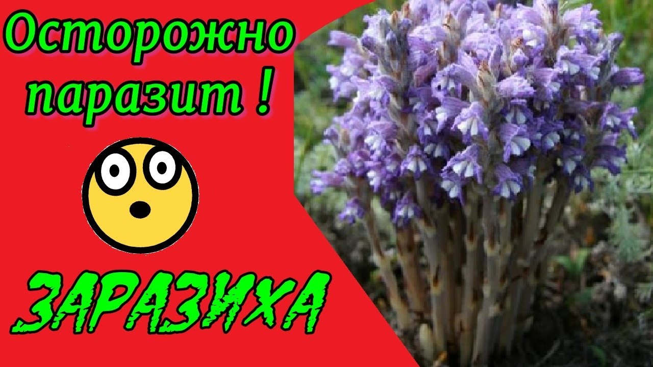 Заразиха - враг огородника! Познакомься с растением паразитом.