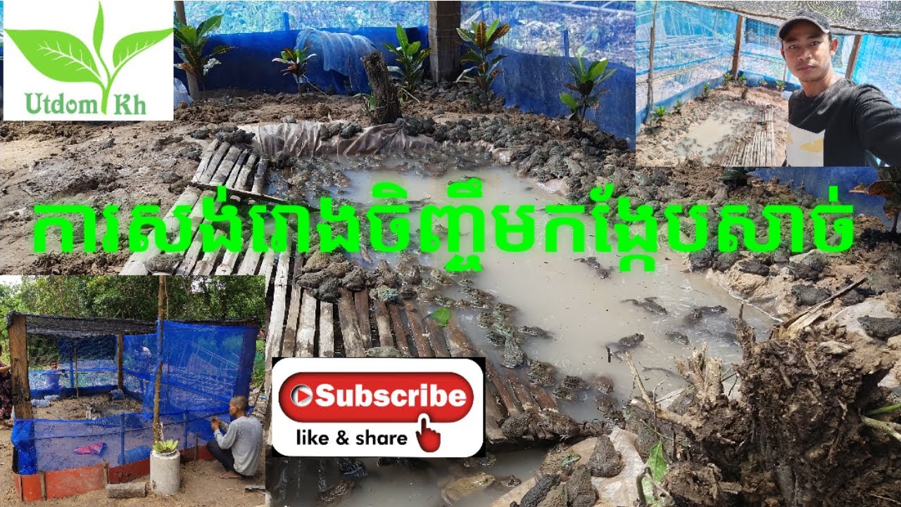 ចិញ្ចឹមកង្កែប