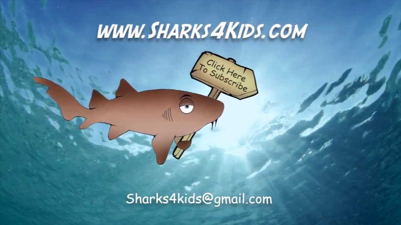 Meet Norman the Nurse Shark - FIN-tastic Adventures Episode 1