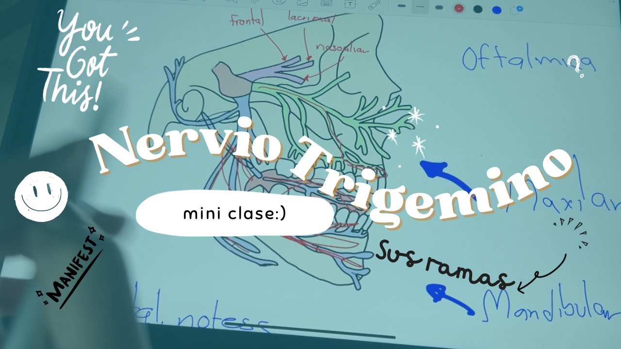 Nervio Trigémino | mini clase express