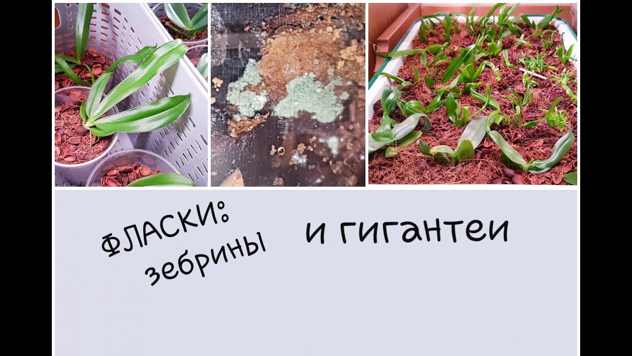 ФЛАСОЧНИКИ (гигантеи, зебрины): плесень, вентиляция. Обзор посадок.