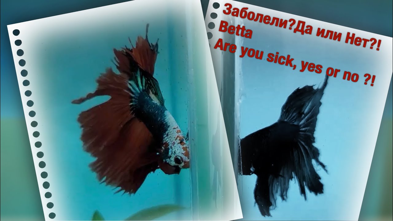 Болезнь или мне кажется?(петушок) Disease or it seems to me?(betta)