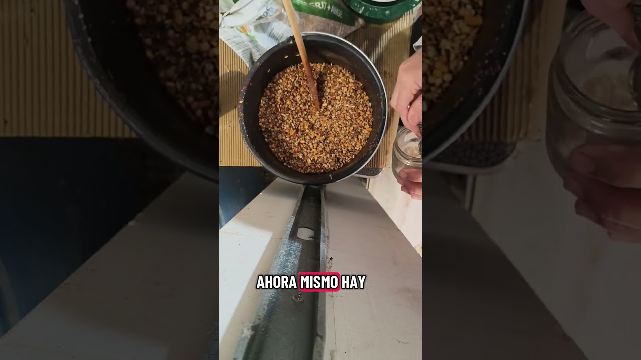 🥚Preparando pasta de huevo para nuestras palomas y mucho más 🕊️❤️‍🔥💪 Fuerza y cuidado en cada bocado
