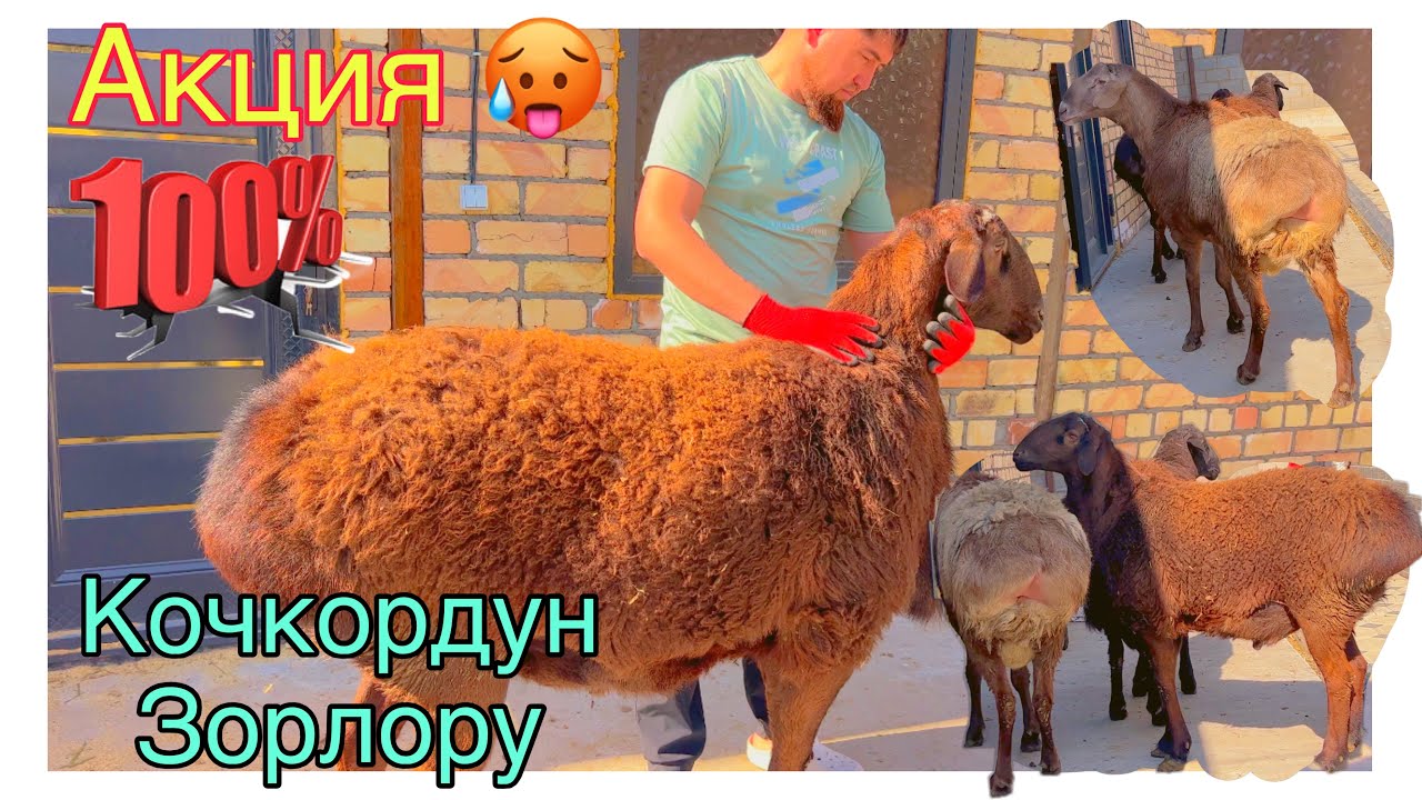 🤩😍Акция Акция Кылып берди Кочкордун Кучтулору@BARPYKG 