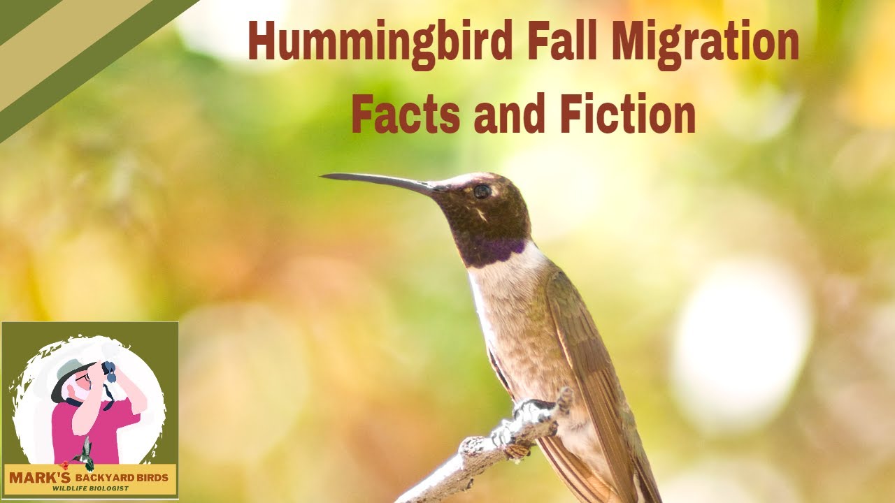 The Truth About Hummingbirds and Their Fall Migration