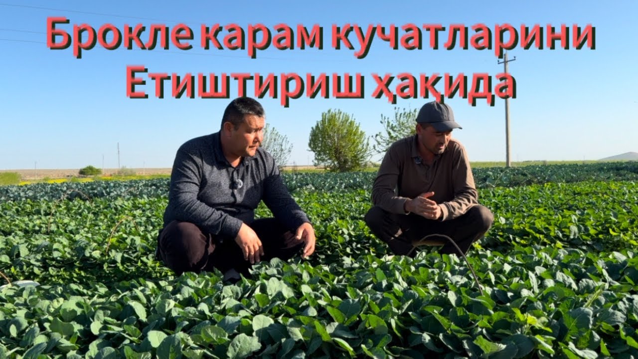 БРОКЛЕ КАРАМ КУЧАТЛАРИНИ ЕТИШТИРИШ ҲАҚИДА / BROKLE KARAM KUCHATLARINI ETISHTIRISH HAQIDA