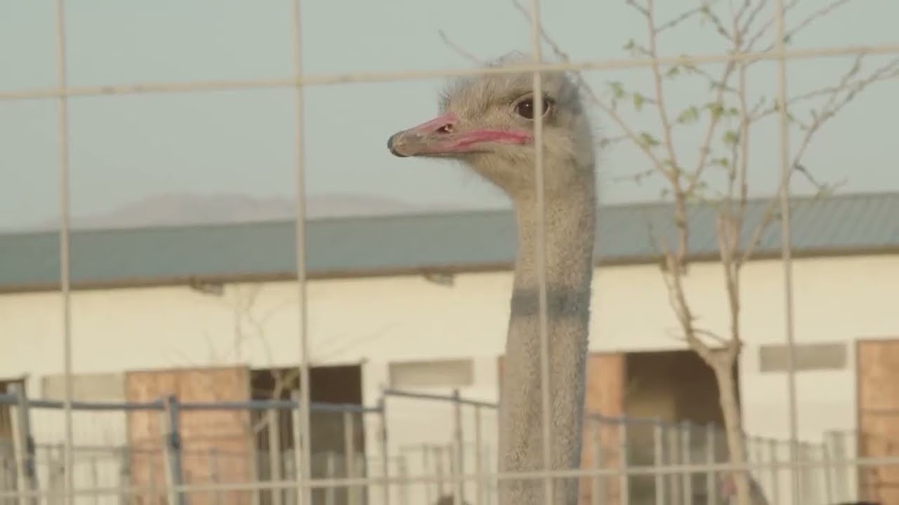 Turkmenistan’s Ostrich Farm | فارم شترمرغ ترکمنستان