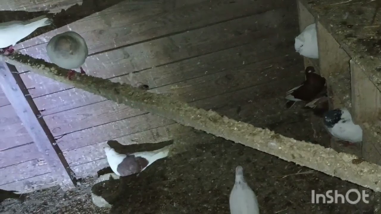 Pierwszy film w tym roku 🙂.lęgi idą pełną parą 😂🙂🥶.