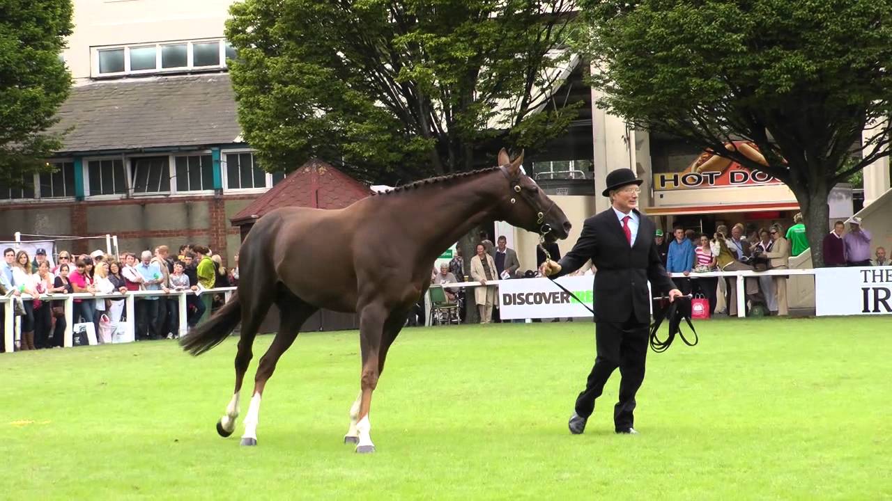 Dublin Horse Show Thoroughbred Stallion Parade RDS 2011
