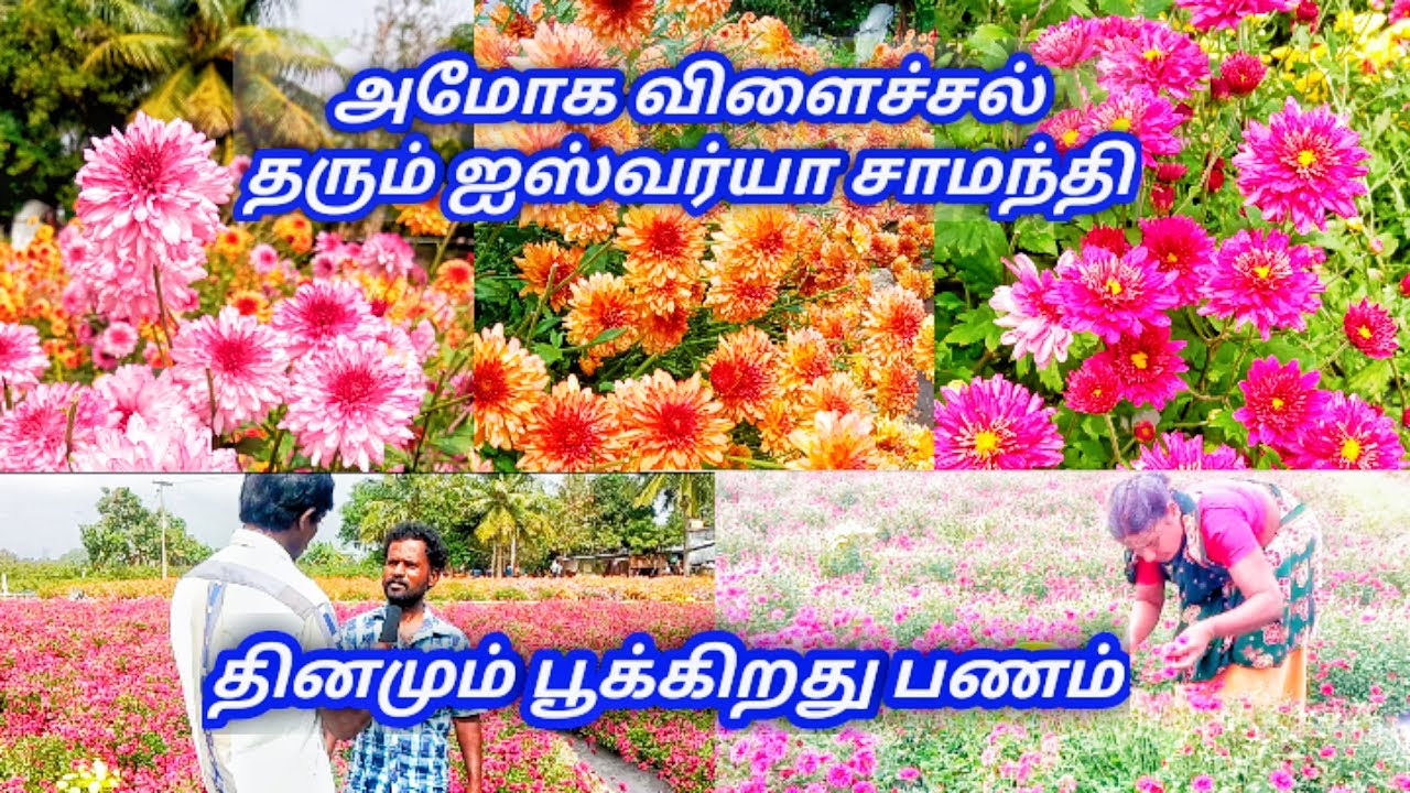 ஐஸ்வர்யா சாமந்தி பூ சாகுபடி//thamizh sonthangal//தமிழ் சொந்தங்கள்//https://youtu.be/mC1Fg3oM668