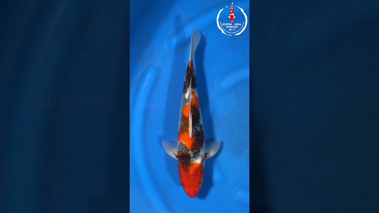 Showa  40cm &ndash; Marusei Koi Farm (MFP6-120)|Imported from Japan|Buy Japanese Koi Fish Online in India