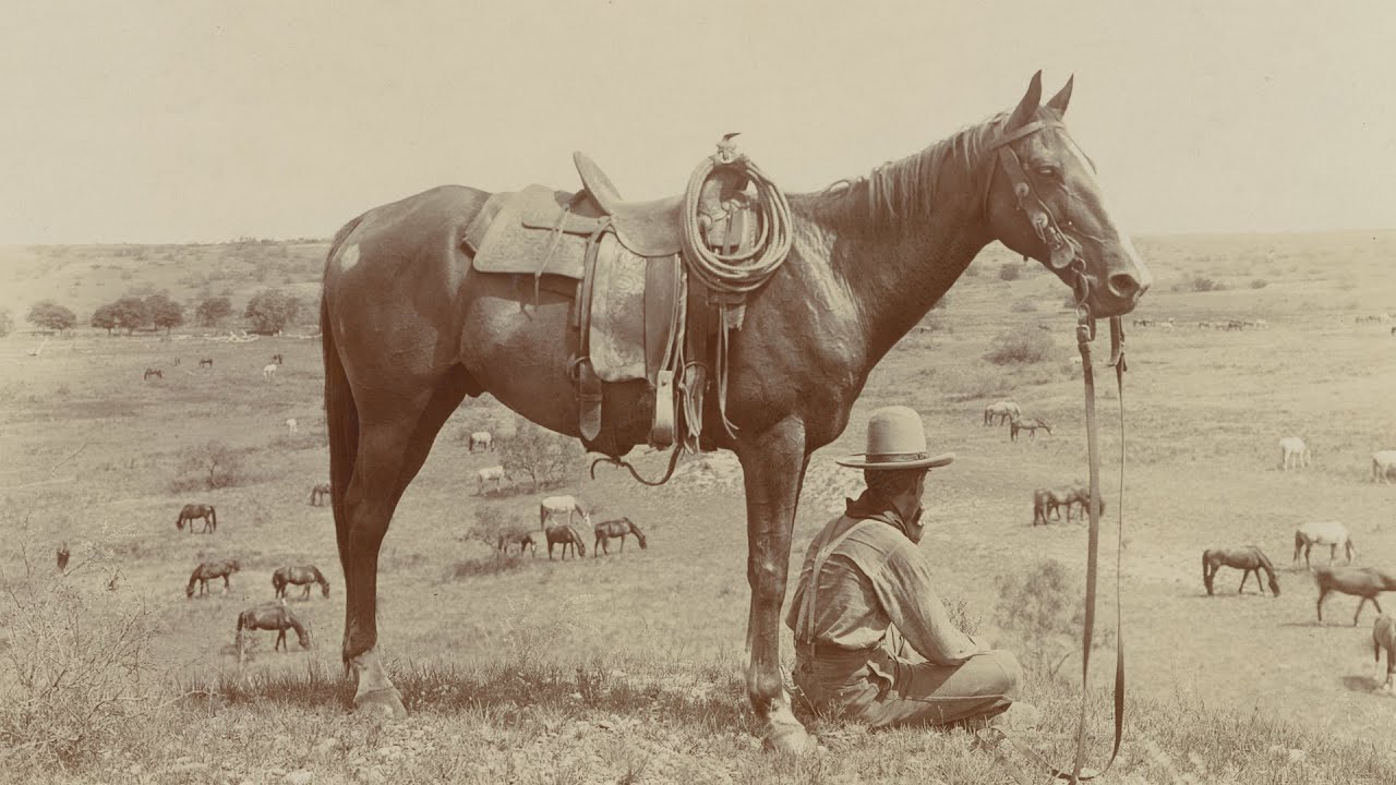 The Cowboy's Horse