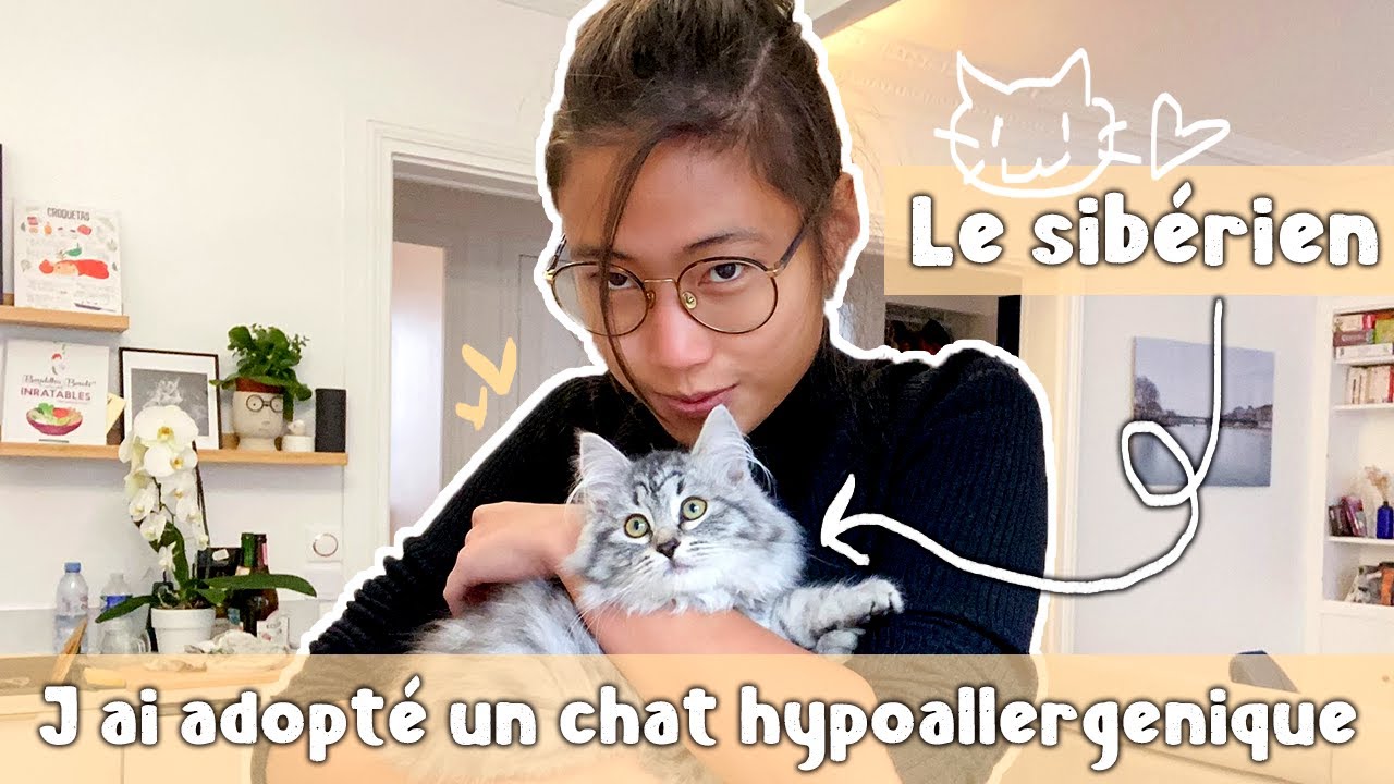 J'AI ADOPTÉ UN CHAT HYPOALLERGENIQUE - LE SIBERIEN