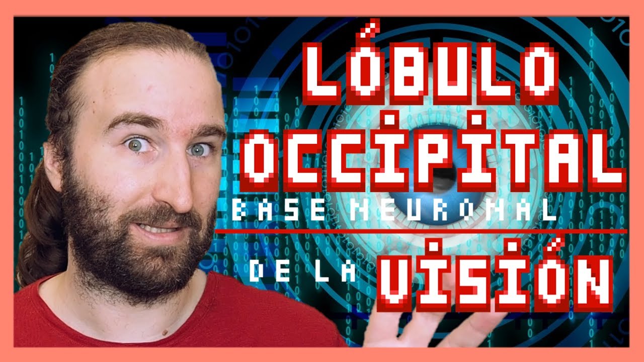 El LÓBULO OCCIPITAL | 🧠 El Atlas del Cerebro