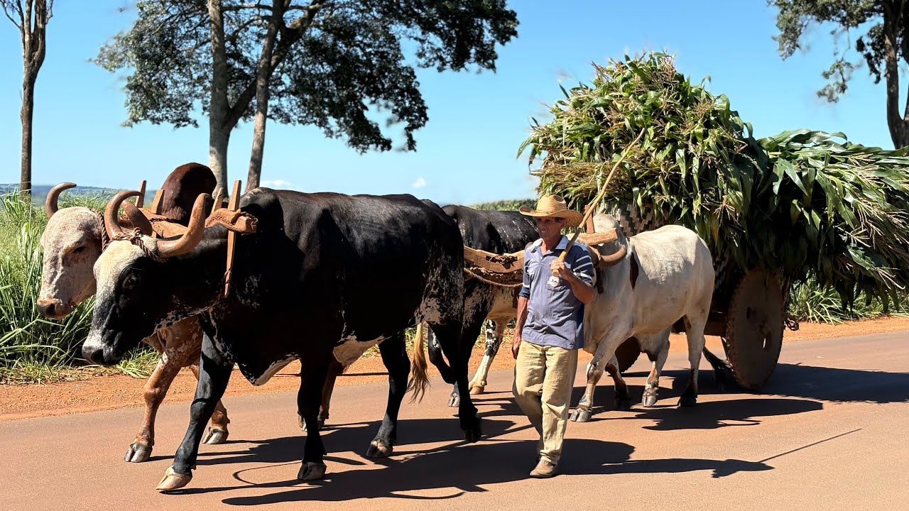 CARGA PESADA NO CARRO DE BOI- Carreando milho para tratar das vacas